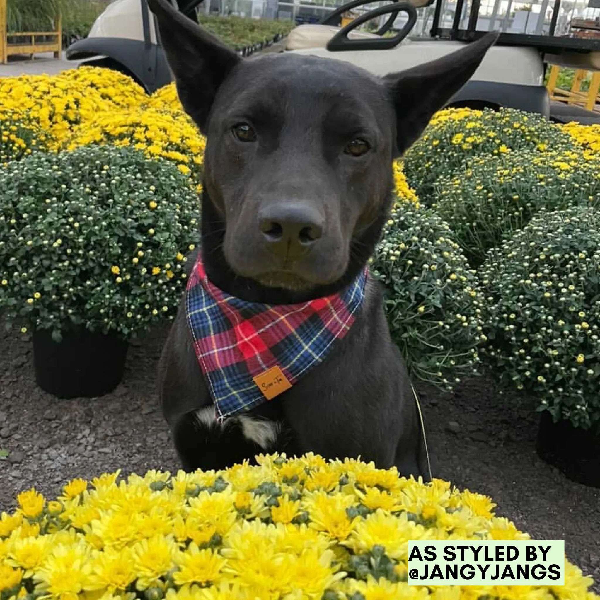 Bailey | Plaid Cotton